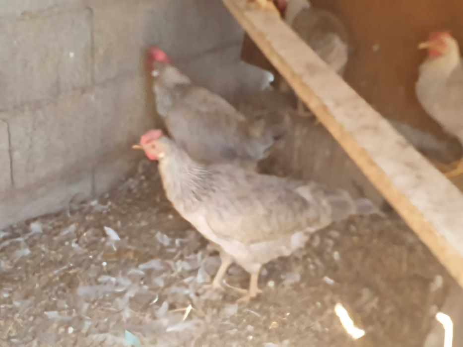 Galinhas leghorn  leghorn  Isabel..