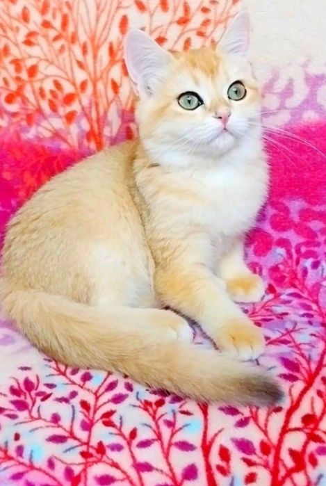 Надзвичайно ніжна і лагідна кицюня шиншилка