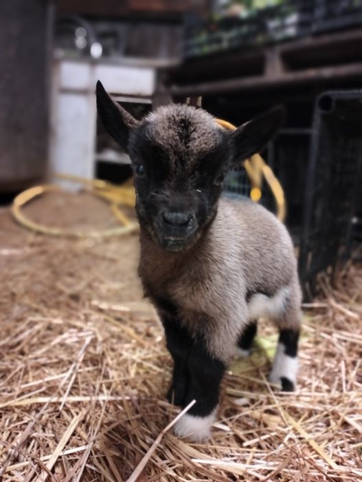 Cabritos anões bebés
