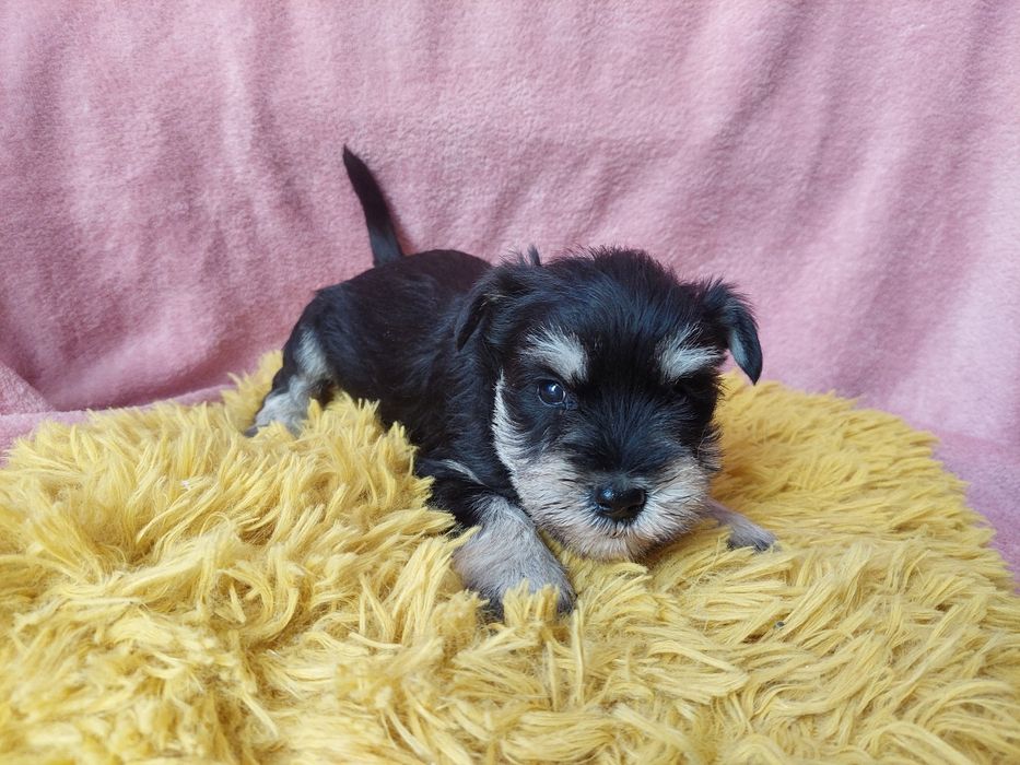 Sznaucer Miniaturowy Piesek czarno srebrny