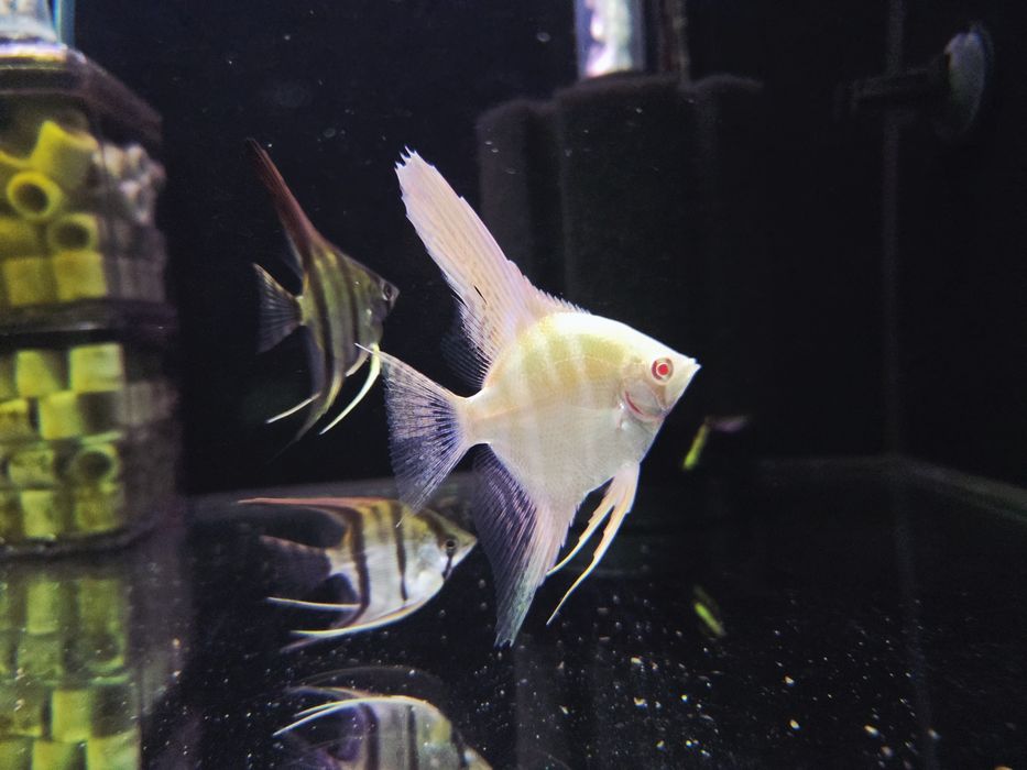 Skalar Dantum albino