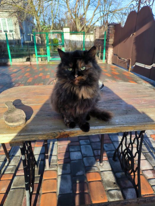 Пушинка шукає дім.   01.01.2026