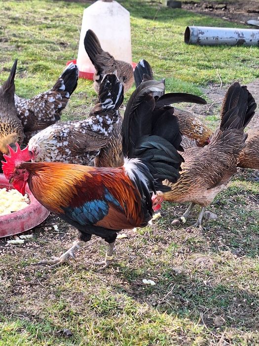 Karzełek Polski liliputy jaja kury kurczaki