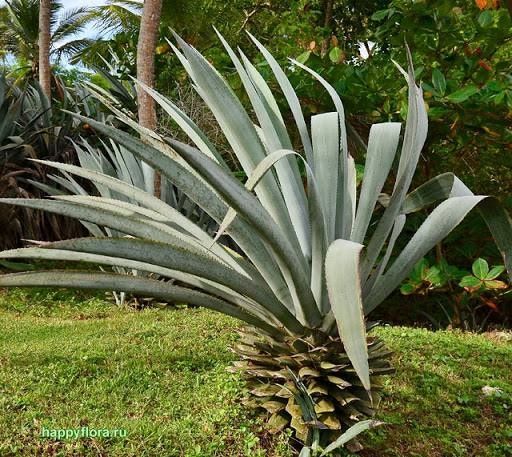 Аренда  дома возле моря  / Аркадия  , бассейн  , 8 соток, подвал ,свет