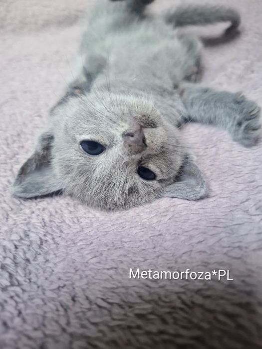 Kocurek rosyjski niebieski