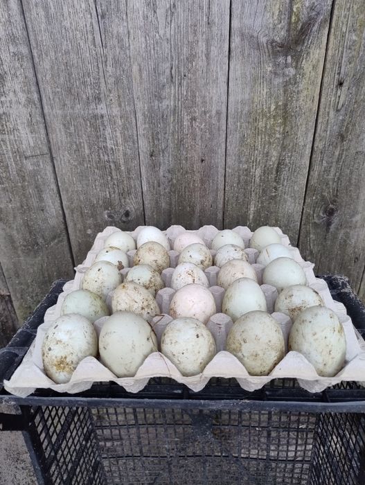 Jaja lęgowe, biegus indyjski