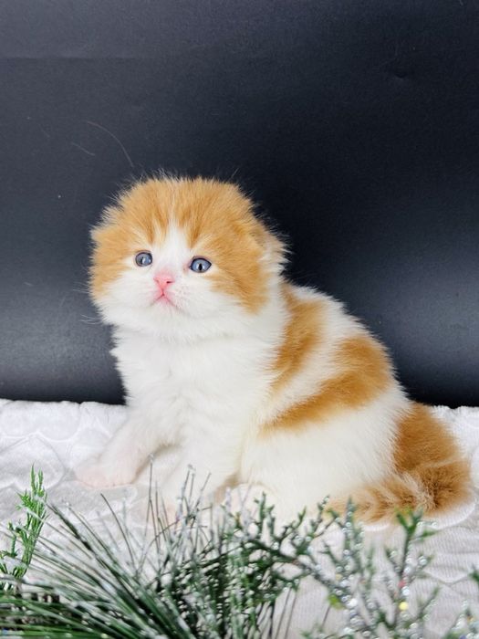 Чудове кошеня хайленд , хлопчик.