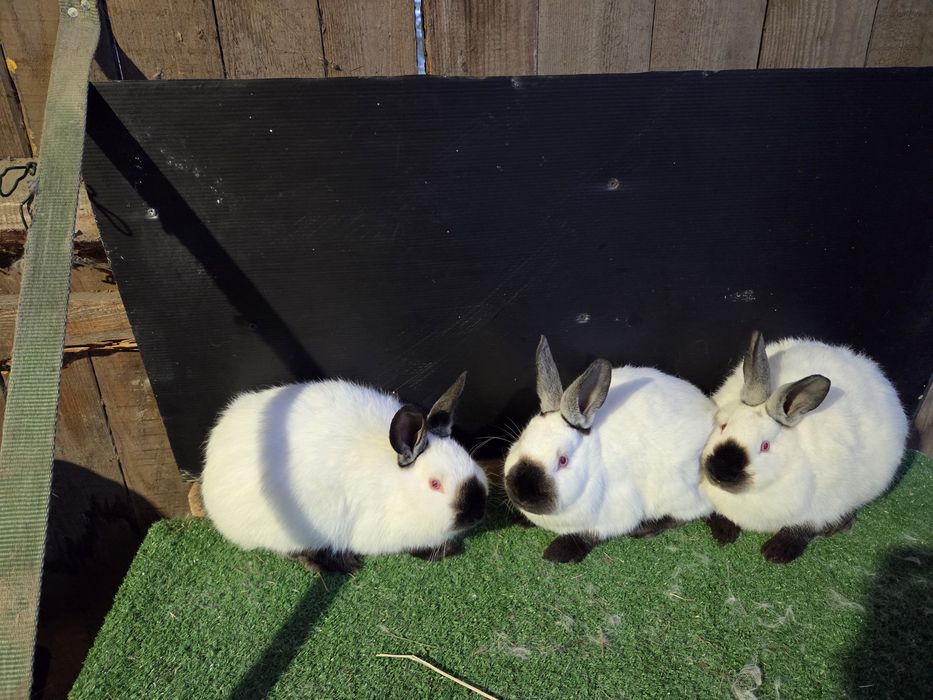Króliki kalifornijskie młode samice i samce