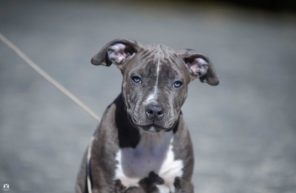 Angol American Dream Ваша мрія про амстаффа стає реальністю