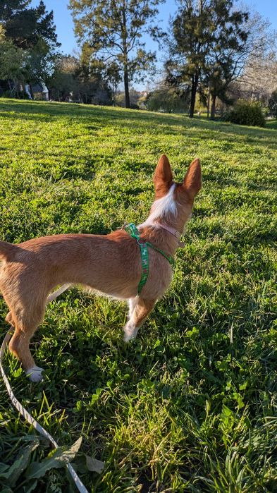 NALA merece uma família presente.