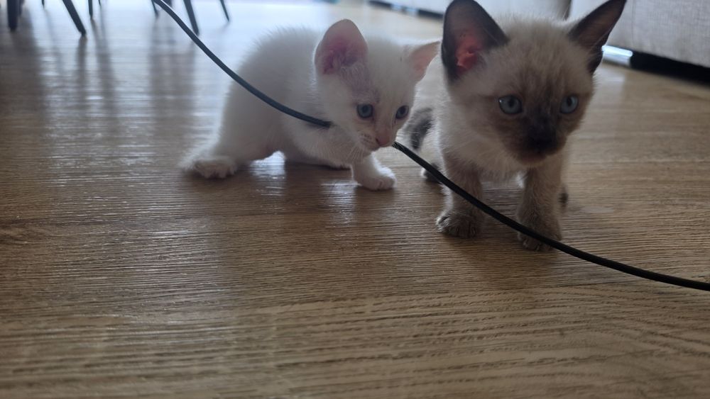 Gatinhos para dar