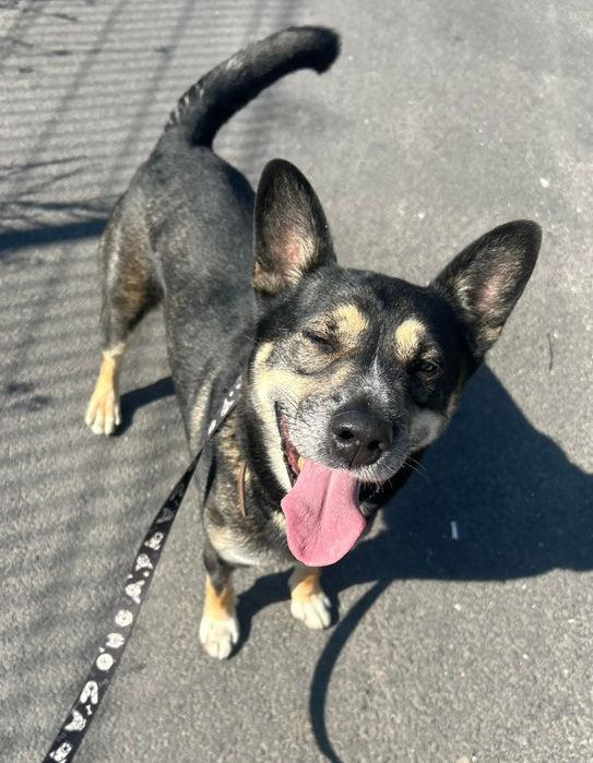 Kubuś lat 4 to młody, skrzywdzony przez los psiak. Chętnie wychodzi na