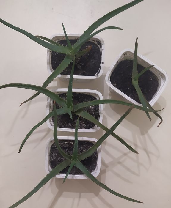 Традесканция фиолетовая,ампельная традесканция