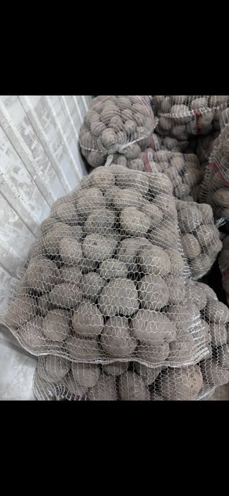 Ziemniaki  fioletowe truflowe provita