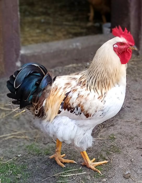 Koguty tegoroczne duże piękne kolory