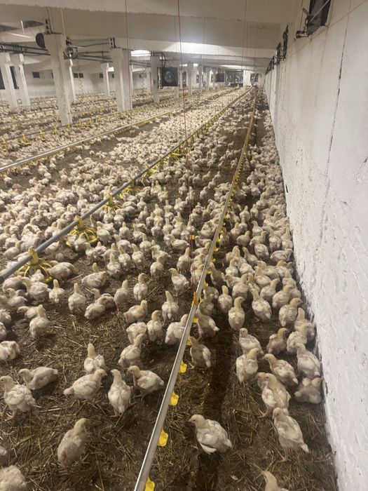 Продам бройлер. Курка.