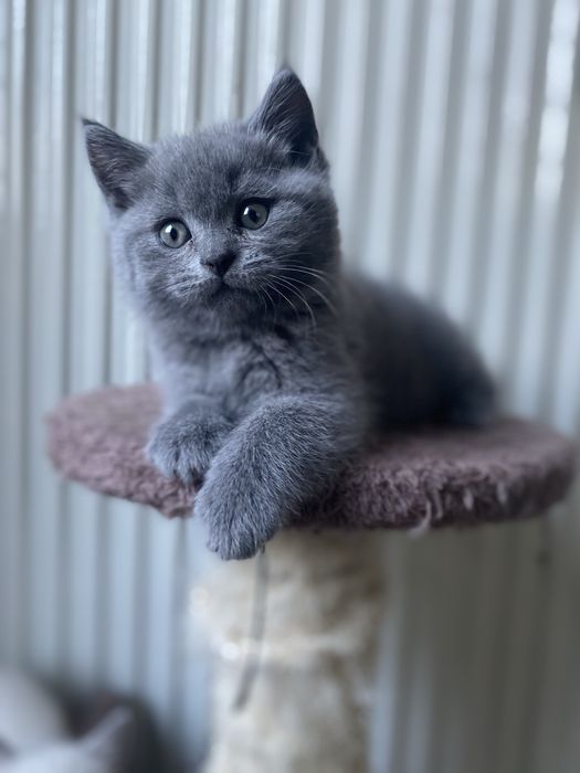 Kot brytyjski niebieski