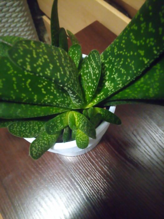 Gasteria odnóżki