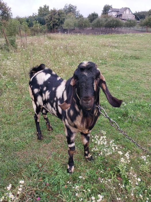 Цап ДЛЯ СПАРОВУВАННЯ англо-нубійський запрошує в гості