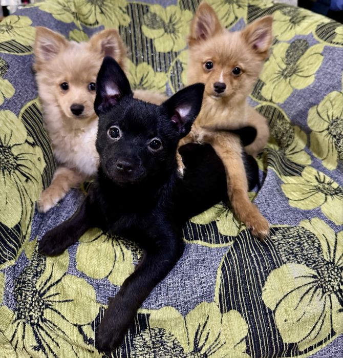 Пропонується 3 хлопчики.