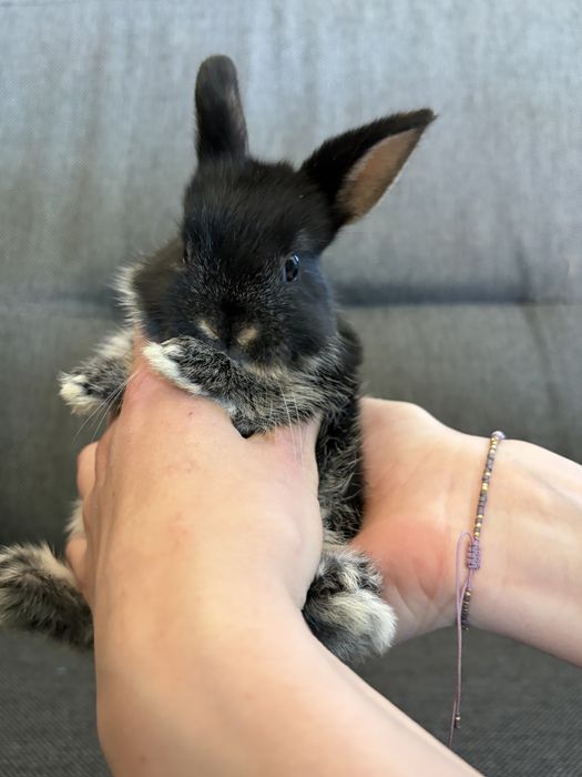 Królik miniaturka karzełek Teddy Mini Lop