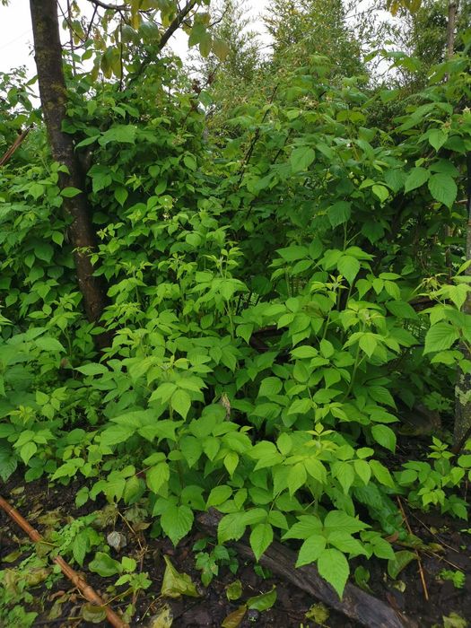 Pés Plantas framboesas vermelhas ( preço conforme quantidade)