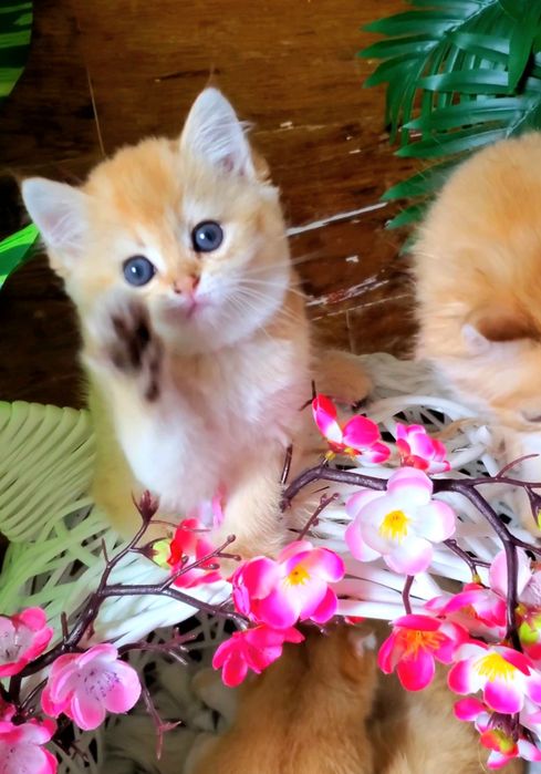 Нежные малыши. Ручные и ласковые котята золотая шиншилла.