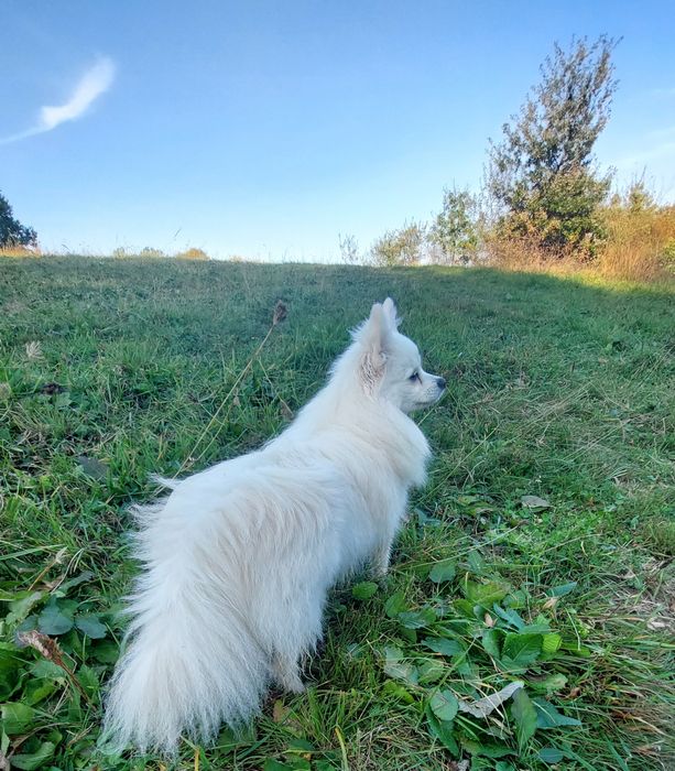 Померанський шпіц готовий до продажу