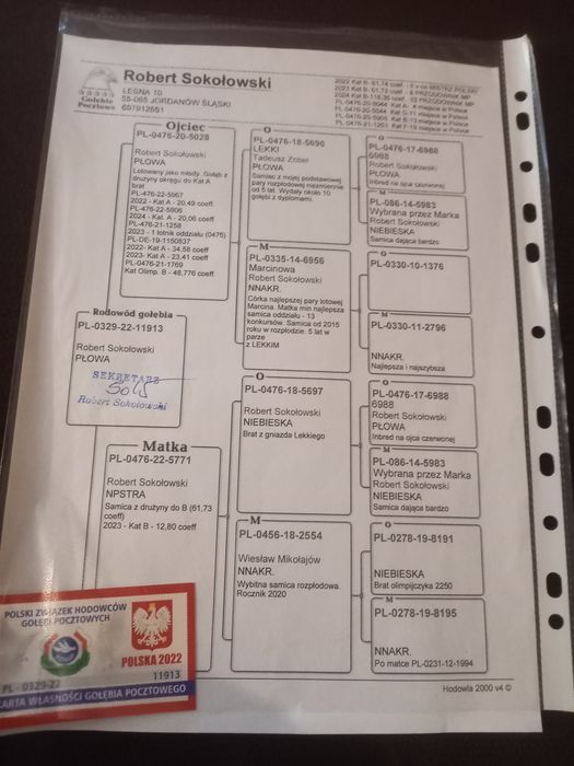 Gołębie pocztowe samice z rozpłodu