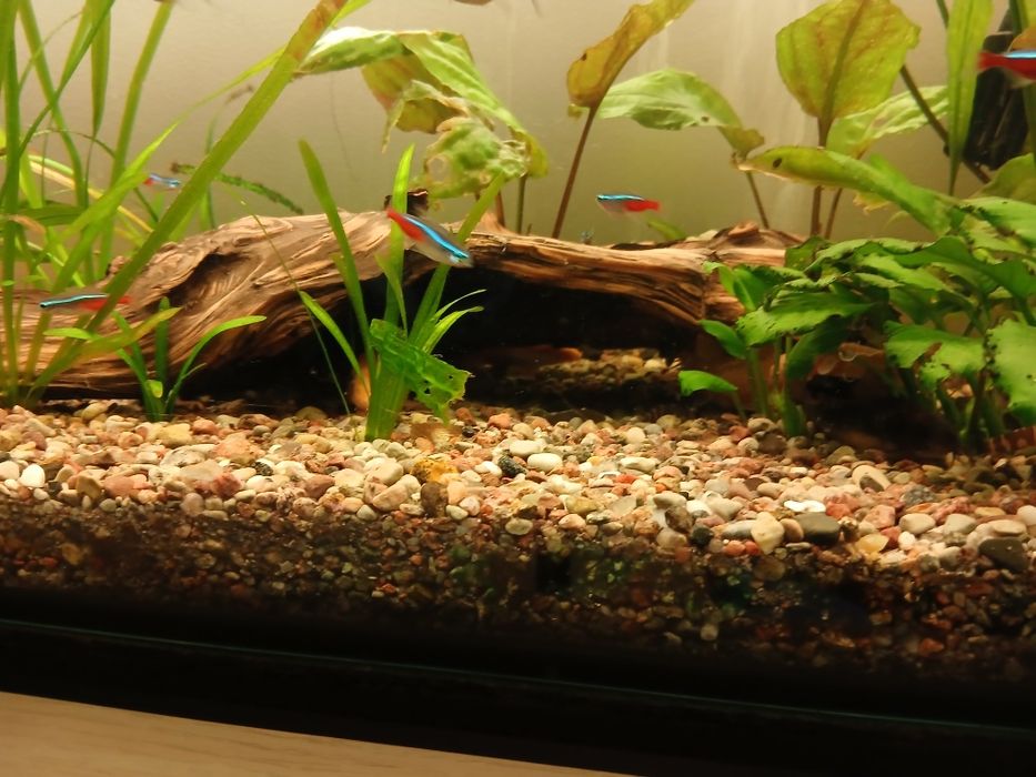 Akwarium 200l z osprzętem