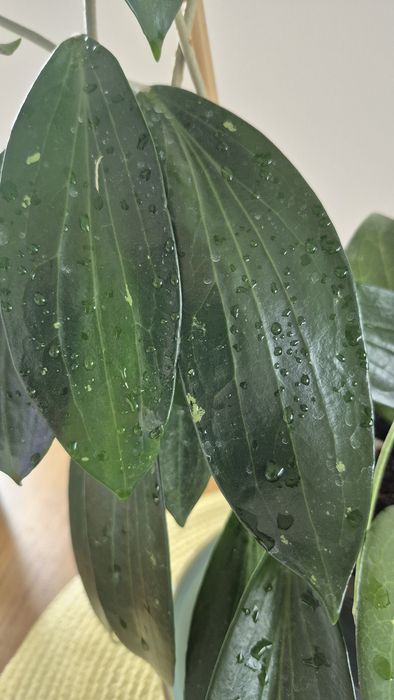 Hoya Hoja  Nicholsoniae