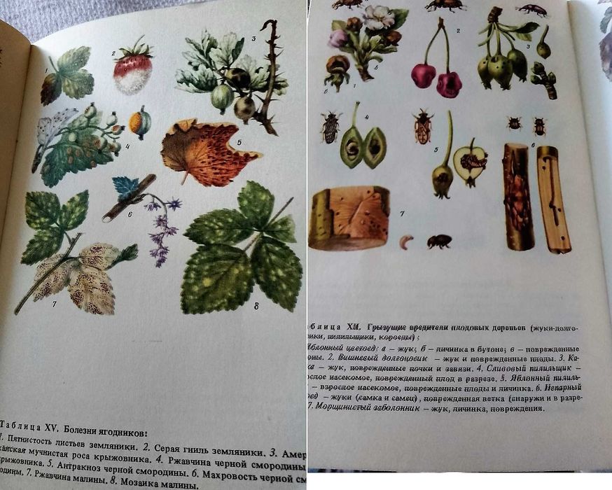 Азбука садовода. Справочник садовода. Советы овощеводам-любителям