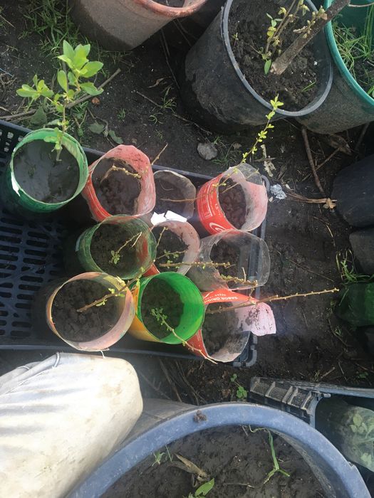 Planta fruto de goji vermelha