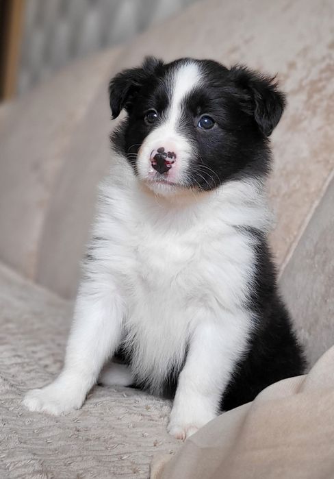 Border Collie piesek