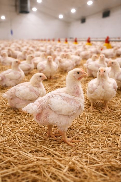 Brojlery 3 tygodniowe! 25.03.2026