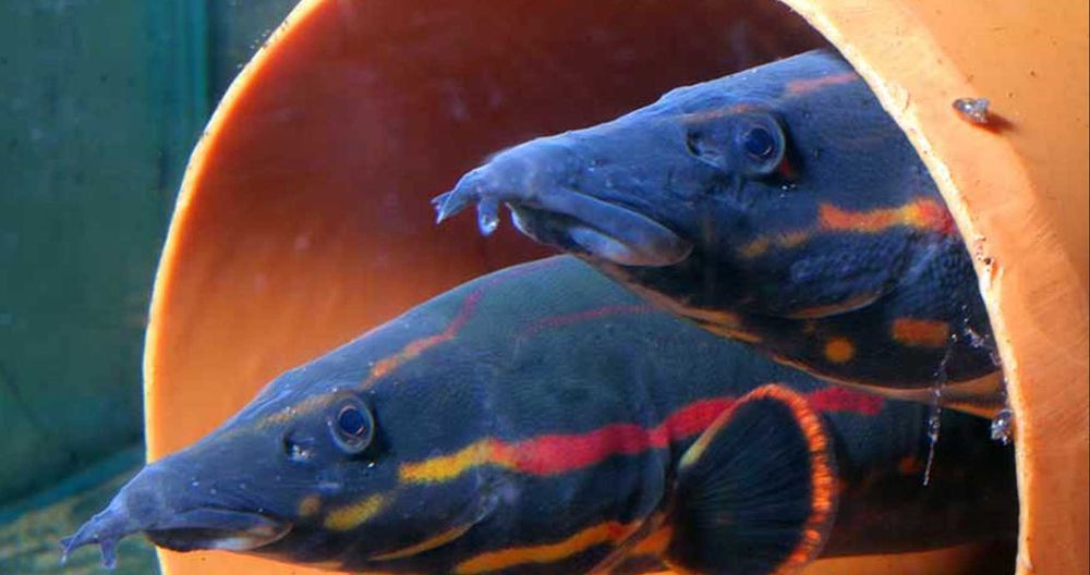 Węgorek ognisty - Mastacembelus erythrotaenia - dowozimy, wysyłamy