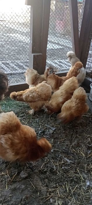 Kura kogut silka silki kura jedwabista