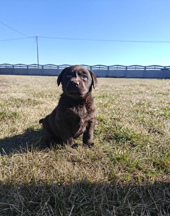 Labrador czekoladowy suka