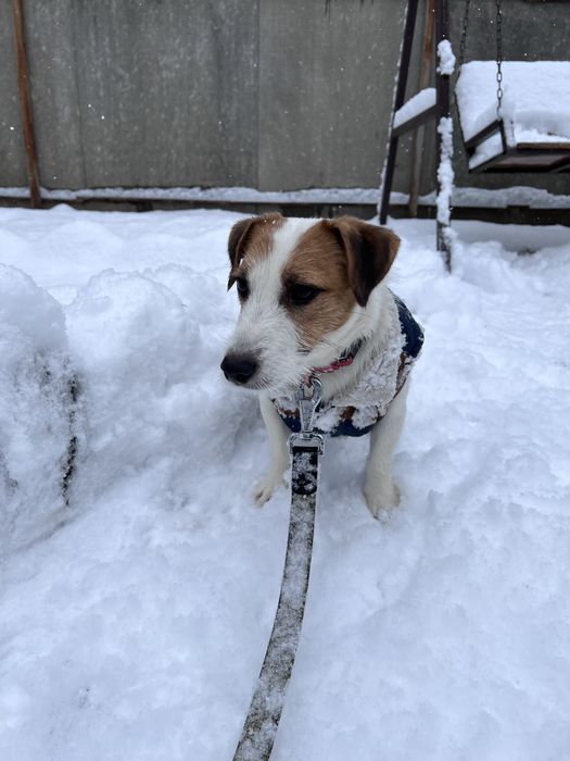 Пропонується на вʼязку джек расел. Хлопчик