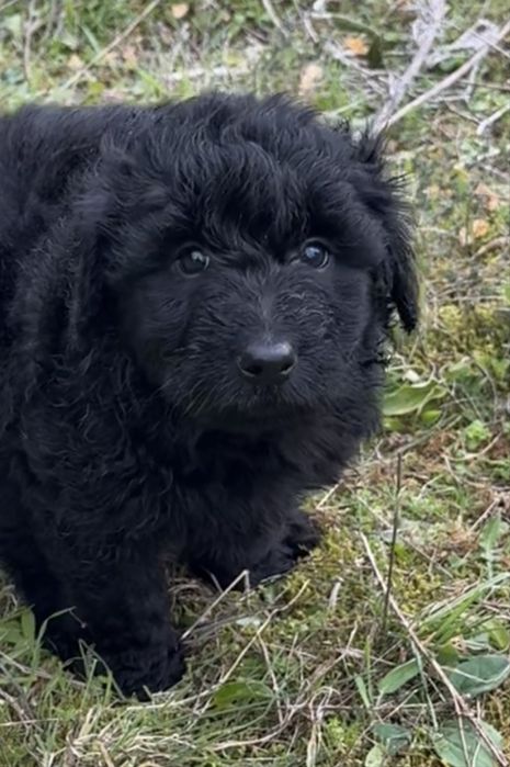 Caozinho com 2 meses