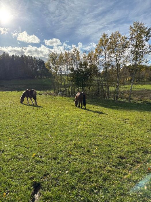 Wydzierżawię konie