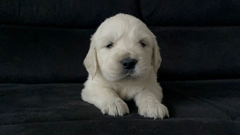 Golden Retriever com Lop e Afixo