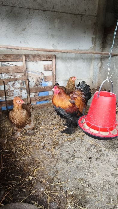 Ovos galados galinhas de raça