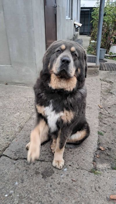 Тибетського мастифа цуценята продаж