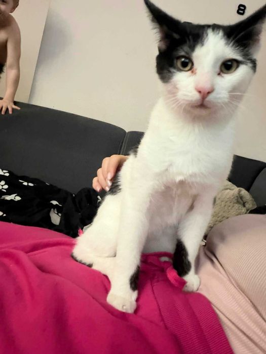 kotki do oddania za darmo