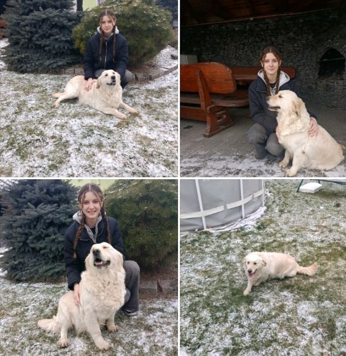 Golden Retriever Związek Hodowców Psów śliczna suczka