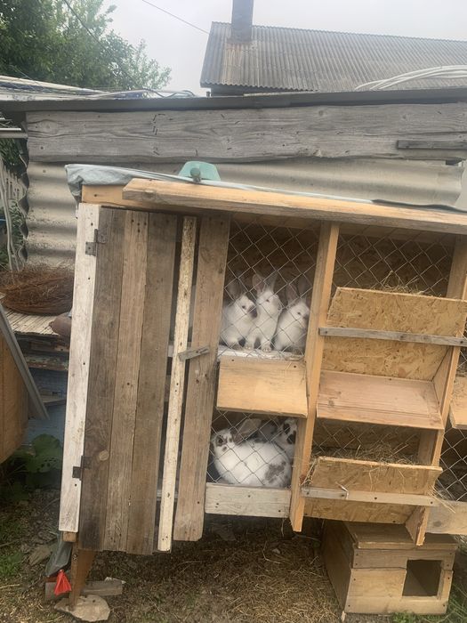Продам кролікі самкі самці