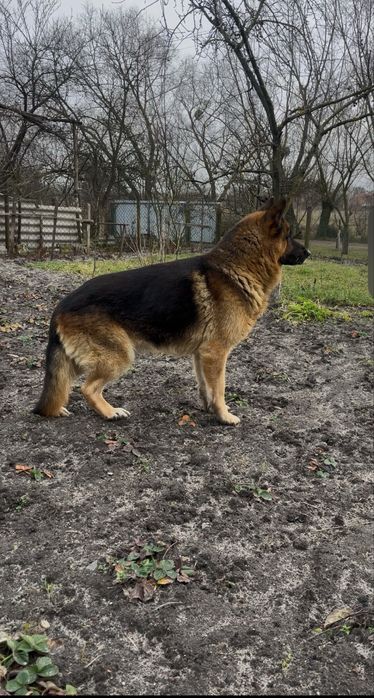 Хороший,і врівноважений  кобель ,для вязки