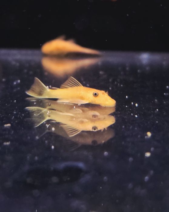 Zbrojnik ancistrus red (czerwony)