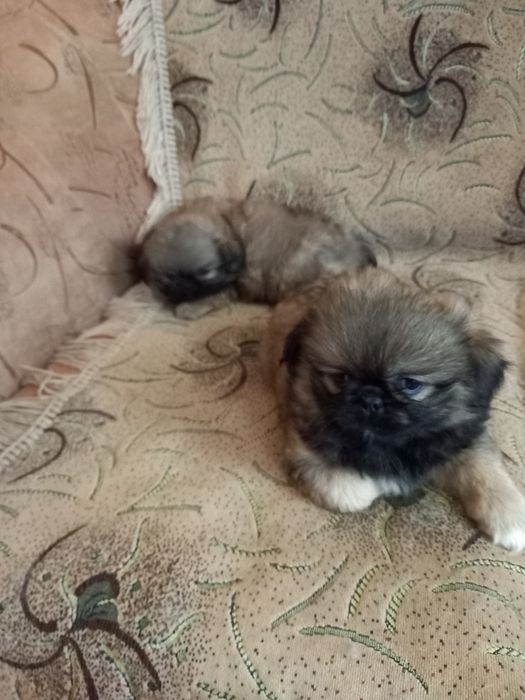 Красунчики  королівські   пекінеси. Тульчин